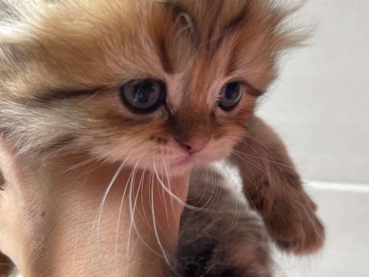 Magnifiques chatons Scottish Fold à vendre