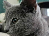 Chaton Chartreux LOOF 1 femelle