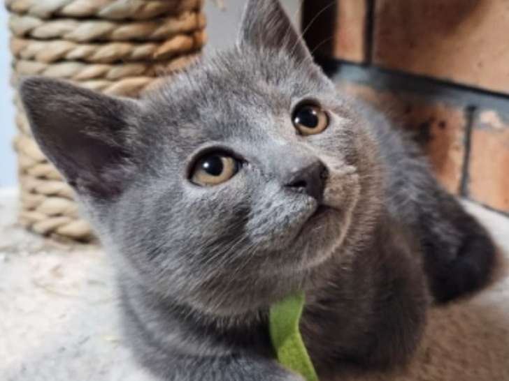 Chaton Chartreux LOOF 1 femelle
