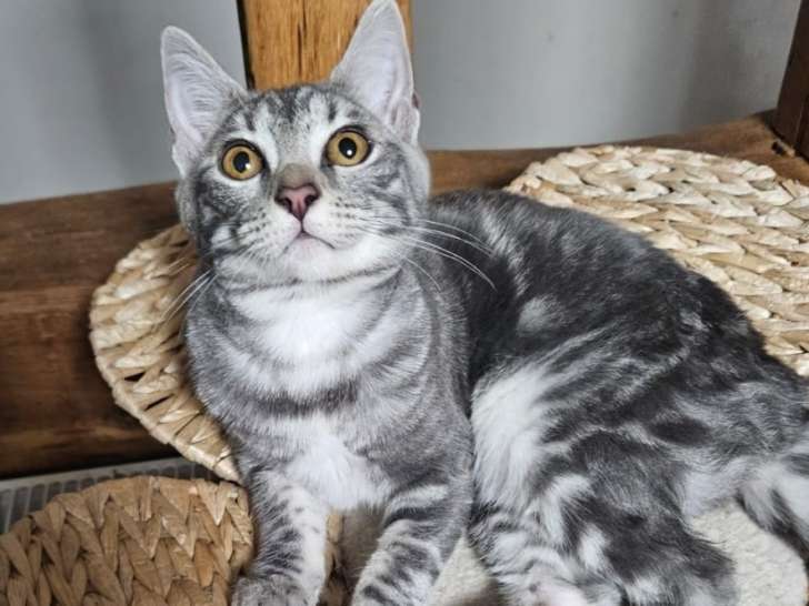 Vends chaton black silver motif marble