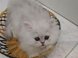 Deux chatons Persans Chinchilla silver shaded non LOOF à vendre