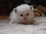 À réserver : des chatons Ragdolls LOOF