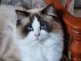À réserver : des chatons Ragdolls LOOF