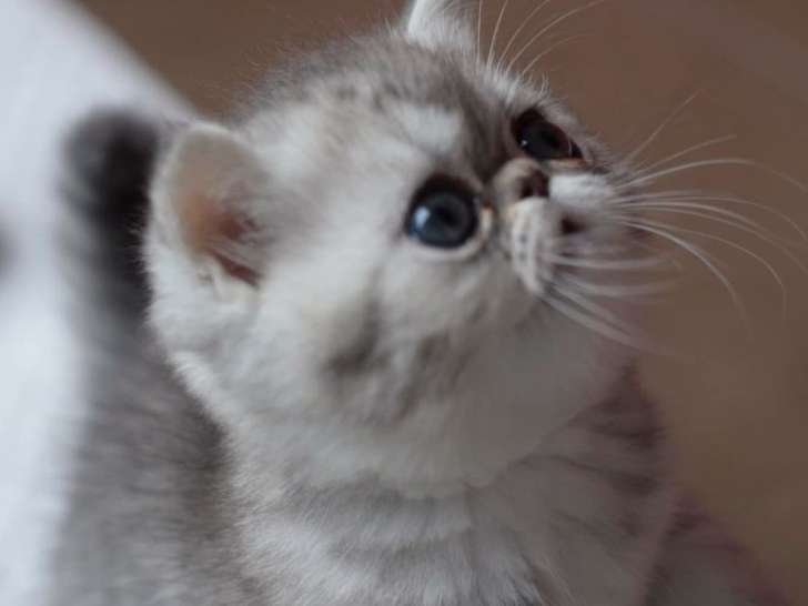 À réserver : chaton Exotic Shorthair LOOF au pelage bleu silver shaded