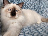 Chat Sacré de Birmanie chocolat point LOOF disponible pour saillie