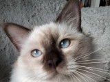 Chat Sacré de Birmanie chocolat point LOOF disponible pour saillie