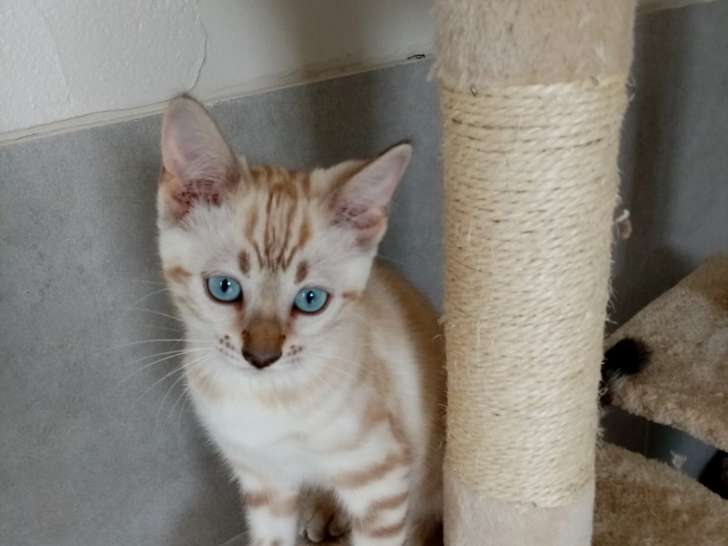 Femelle Bengal snow lynx LOOF pour compagnie