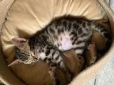 Chaton de race Bengal mâle