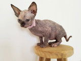 Magnifique chaton sphynx LOOF à vendre