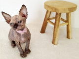 Magnifique chaton sphynx LOOF à vendre