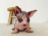 Magnifique chaton sphynx LOOF à vendre