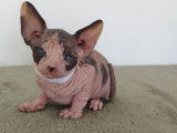 Magnifique chaton sphynx LOOF à vendre
