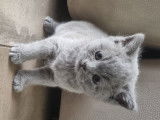 Chatons de race British Shorthair à vendre (2 femelles & 1 mâle)