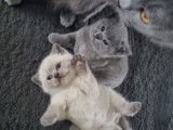 Chatons de race British Shorthair à vendre (2 femelles & 1 mâle)