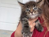 2 chatons Maine Coons disponibles &agrave; la r&eacute;servation (non LOOF)
