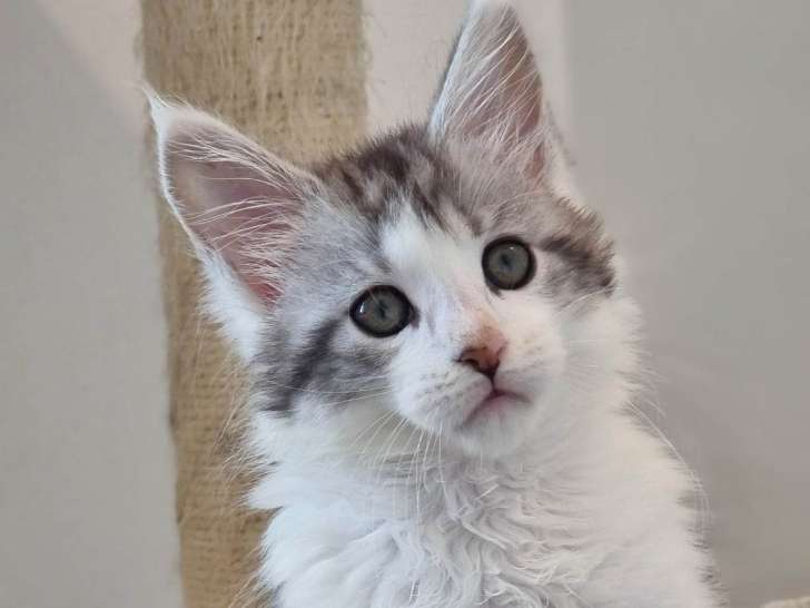 Magnifiques chatons Maine Coon LOOF à vendre