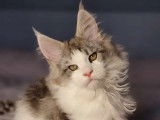Magnifiques chatons Maine Coon LOOF à vendre