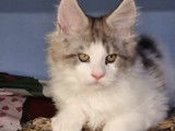 Magnifiques chatons Maine Coon LOOF à vendre