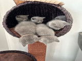 Magnifiques British Shorthairs à vendre