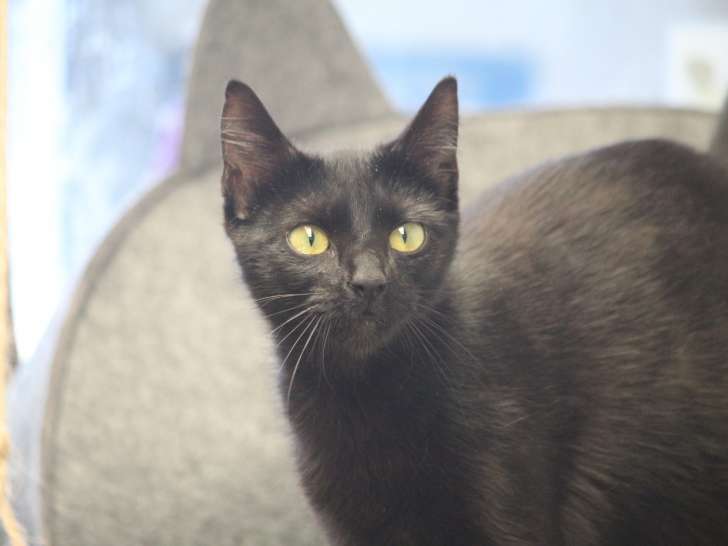 Chatte noire à adopter