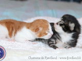 2 magnifiques chatons Norvégiens LOOF à réserver