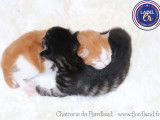 2 magnifiques chatons Norvégiens LOOF à réserver