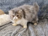 UMBRO chaton persan