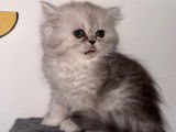 Chatons Persan à vendre
