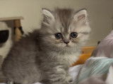 Chatons Persan à vendre