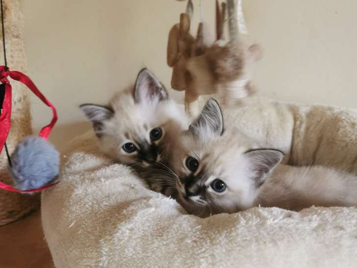 Adorables chatons Sacré de Birmanie LOOF à vendre