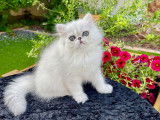 Chatons Persans chinchilla LOOF de qualit&eacute; &agrave; vendre