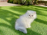 Chatons Persans chinchilla LOOF de qualit&eacute; &agrave; vendre