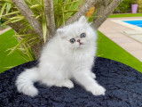 Chatons Persans chinchilla LOOF de qualit&eacute; &agrave; vendre