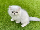 Chatons Persans chinchilla LOOF de qualit&eacute; &agrave; vendre
