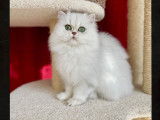 Chatons Persans chinchilla LOOF de qualit&eacute; &agrave; vendre
