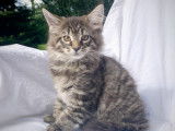 Chatons Maine Coon LOOF à vendre