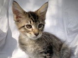 Chatons Maine Coon LOOF à vendre