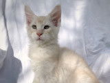 Chatons Maine Coon LOOF à vendre