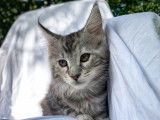 Chatons Maine Coon LOOF à vendre
