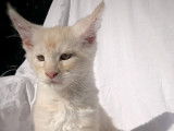 Chatons Maine Coon LOOF à vendre