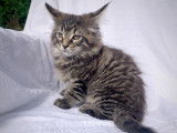 Chatons Maine Coon LOOF à vendre
