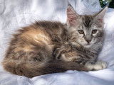 Chatons Maine Coon LOOF à vendre