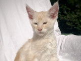 Chatons Maine Coon LOOF à vendre