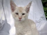 Chatons Maine Coon LOOF à vendre