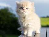 Chaton British Longhair LOOF d'une très jolie lignée à vendre