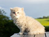 Chaton British Longhair LOOF d'une très jolie lignée à vendre