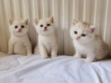 Chatons British Shorthair lilac et blue silver à vendre