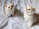 Chatons British Shorthair lilac et blue silver à vendre