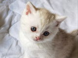 Chatons British Shorthair lilac et blue silver à vendre