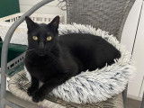 Chat noir de 4 ans &agrave; donner